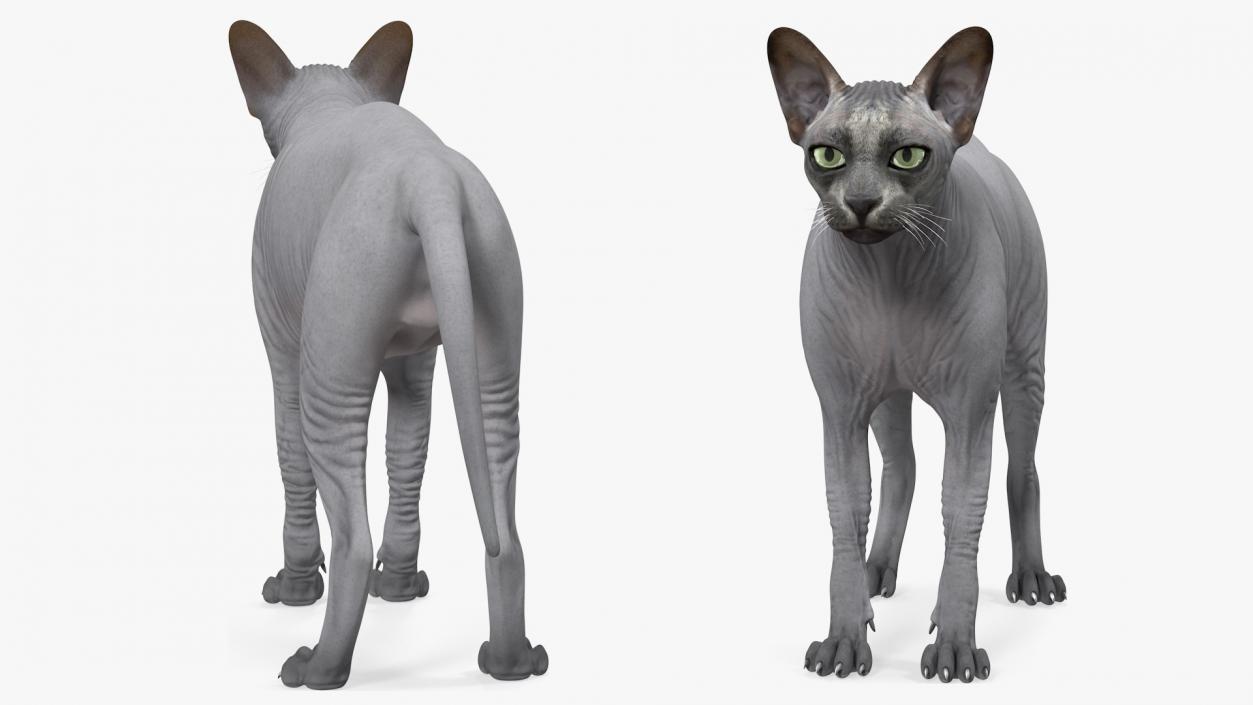 3D model Sphynx Cat Solid Color Black Rigged