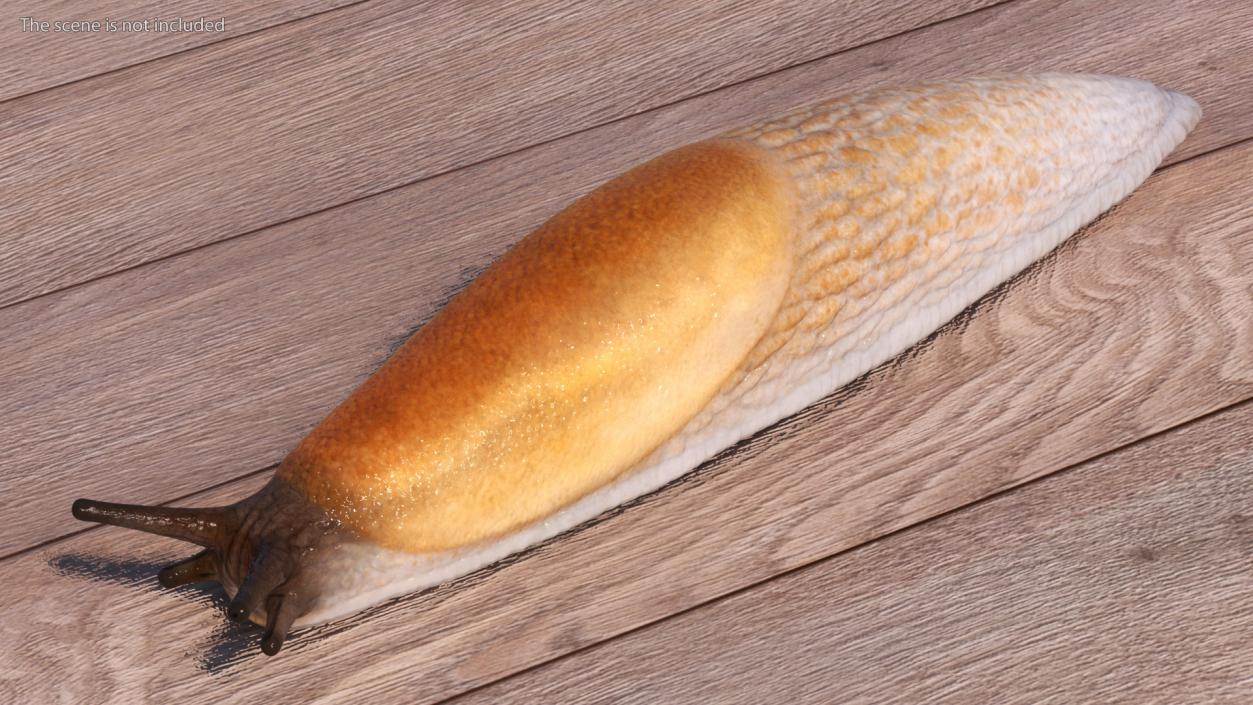 Spanish Slug 3D