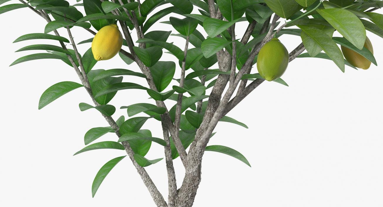 Potted Lemon Tree 3D