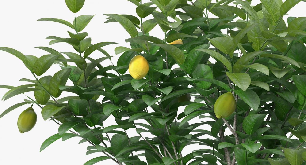Potted Lemon Tree 3D