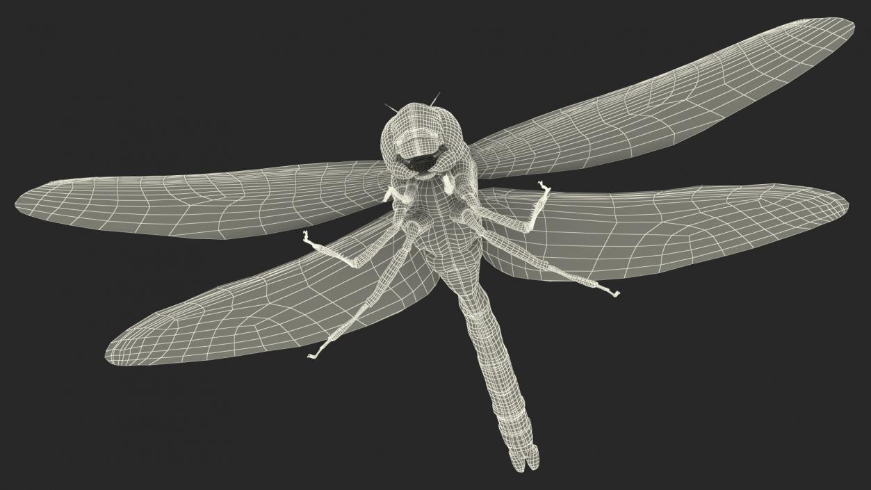 3D Dragonfly Fur model