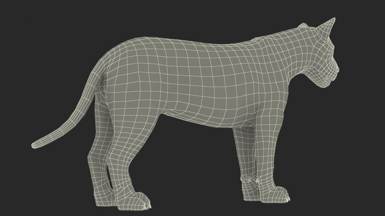 3D Male Lion Fur model