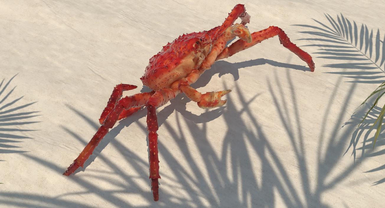 3D Kamchatka Crab Fighting Pose model