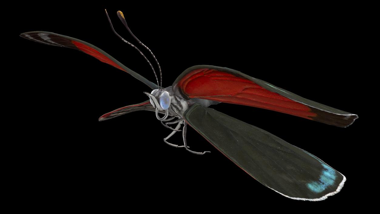 3D model Animated Diaethria Clymena Flight Rigged