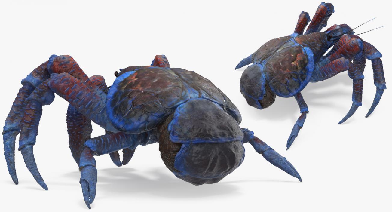 Coconut Crab 3D