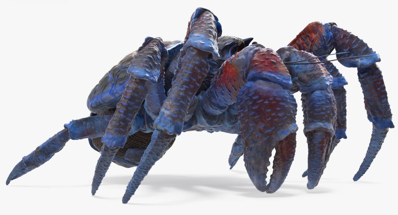 Coconut Crab 3D