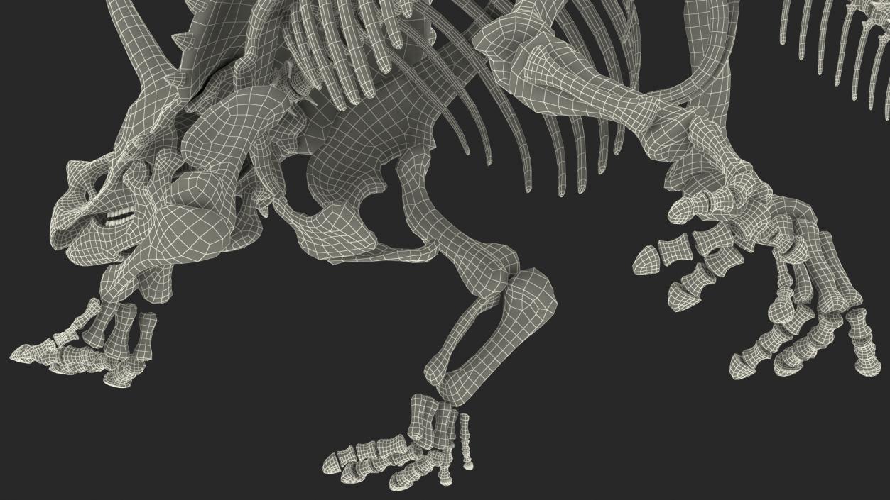 3D Triceratops Horridus Skeleton Fossil