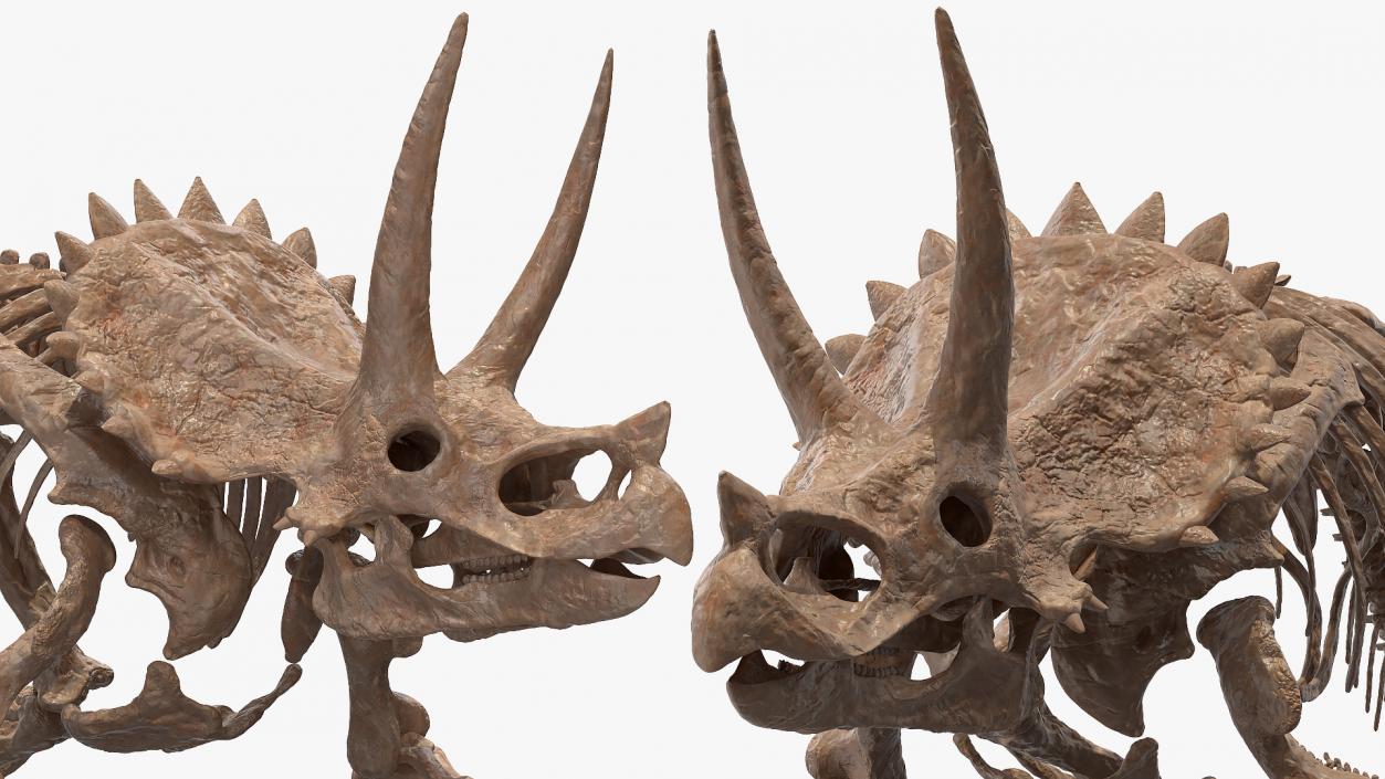 3D Triceratops Horridus Skeleton Fossil