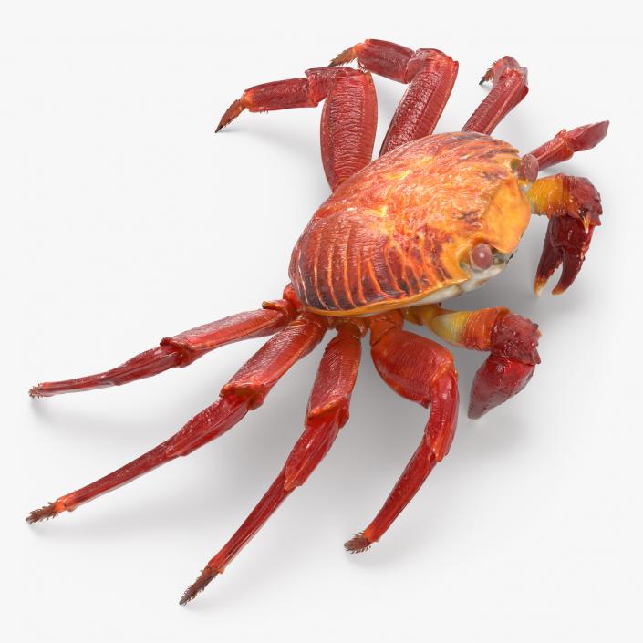 3D Crabs Collection 2 model