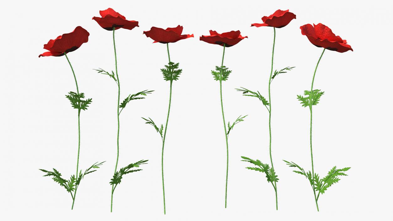 3D model Blooming Poppy Flower Set