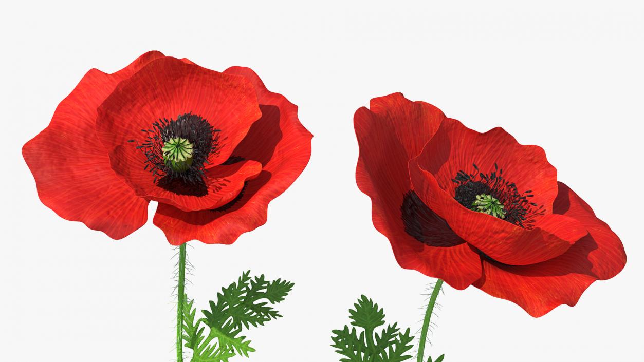 3D model Blooming Poppy Flower Set