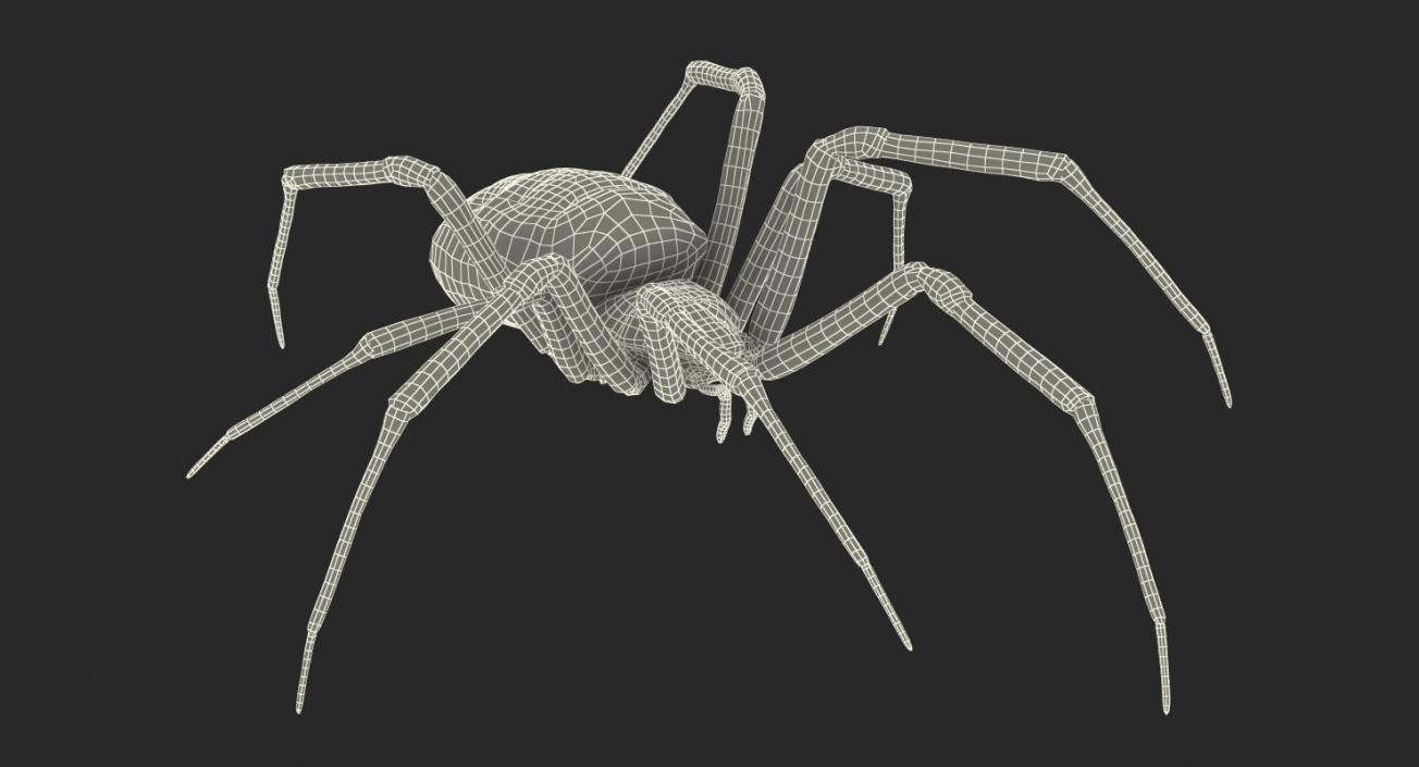 Argiope Aurantia Spider Rigged with Fur 3D model