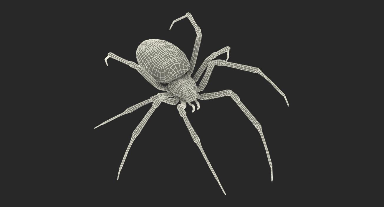 Argiope Aurantia Spider Rigged with Fur 3D model