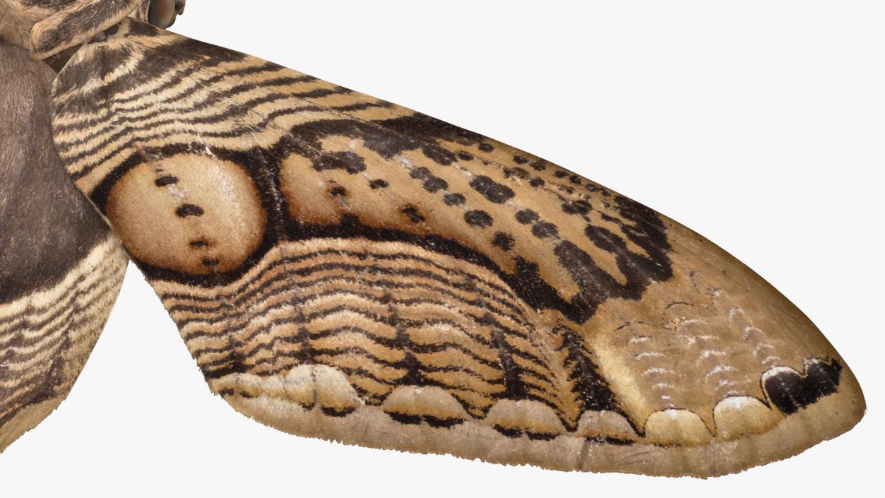 3D model Owl Moth