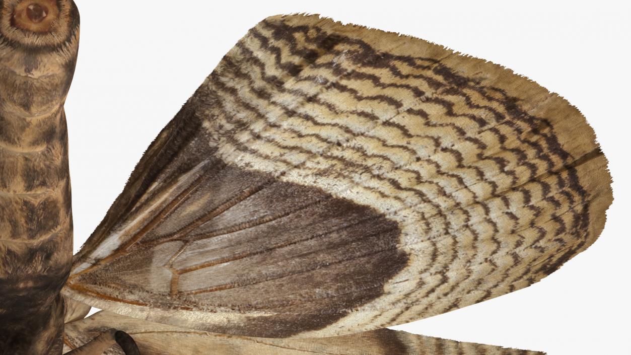 3D model Owl Moth