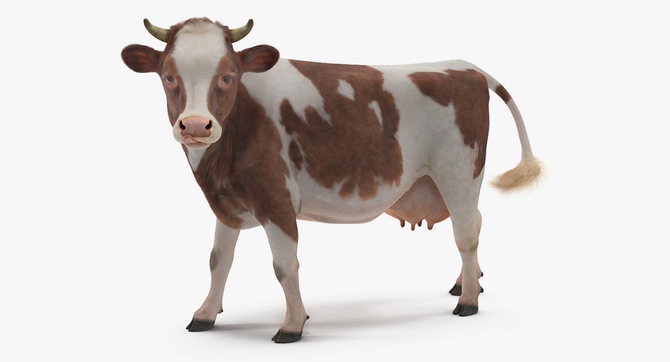 3D Red and White Cow with Fur