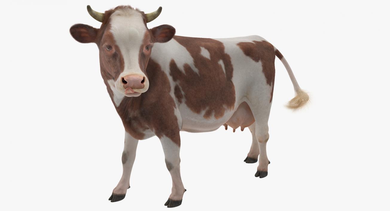 3D Red and White Cow with Fur