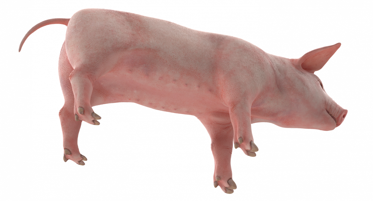Pig Piglet Landrace 3D model