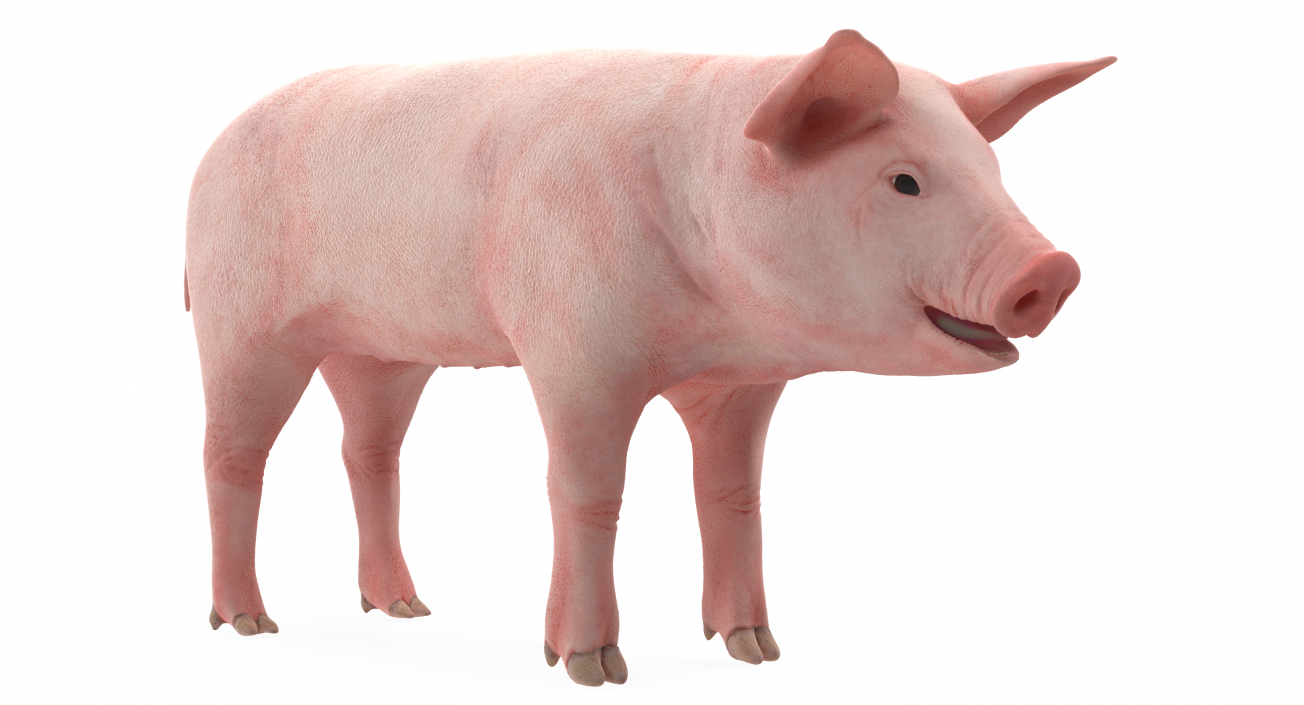 Pig Piglet Landrace 3D model