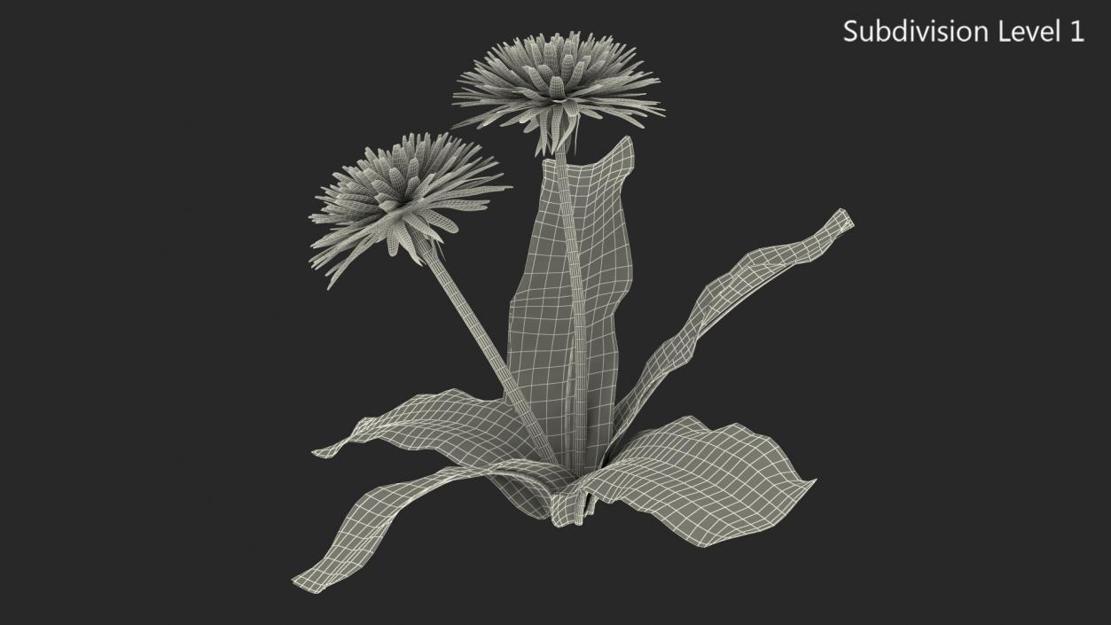 3D model Blooming Dandelion Flower