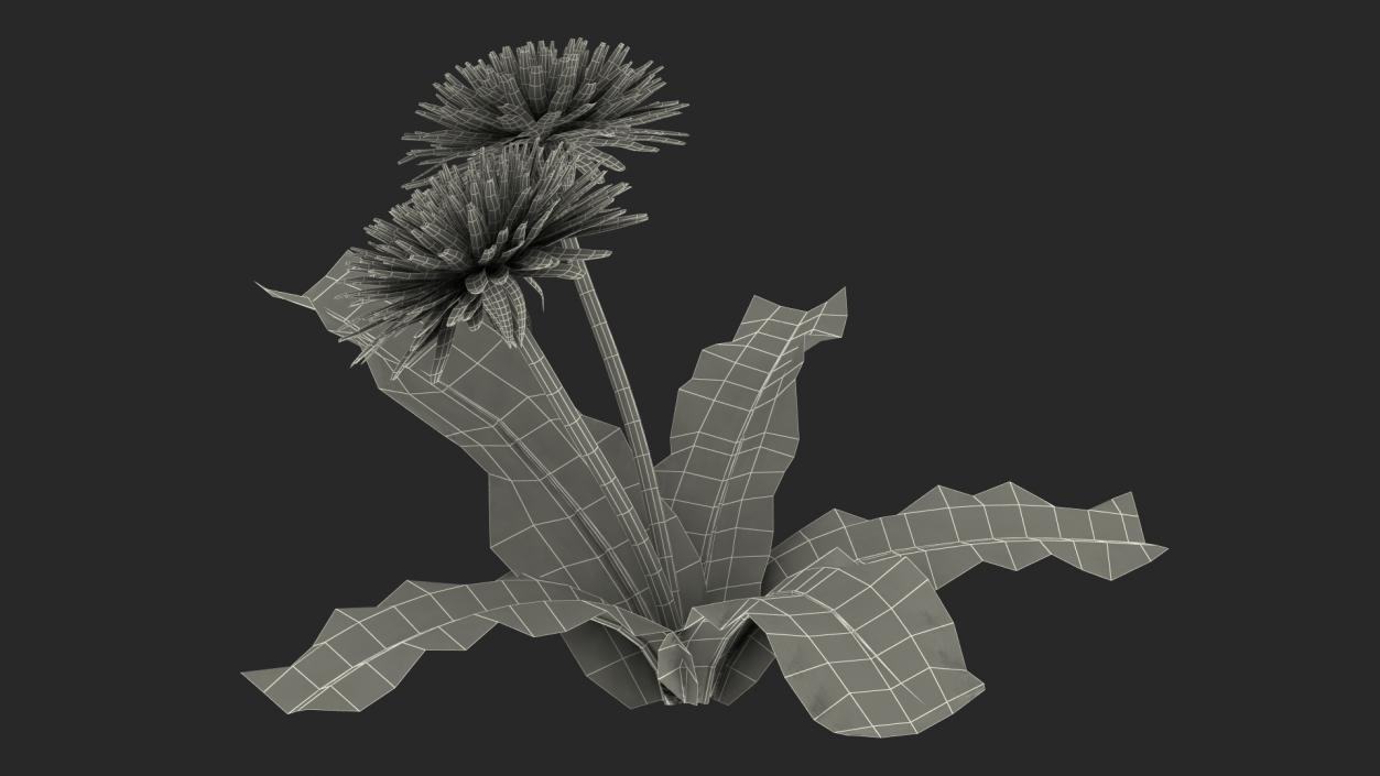 3D model Blooming Dandelion Flower