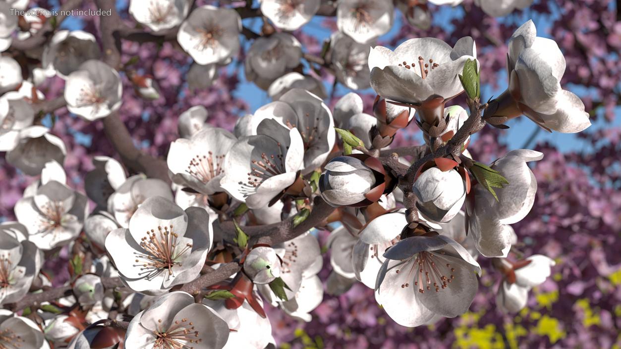 White Cherry Blossom Branch 3D
