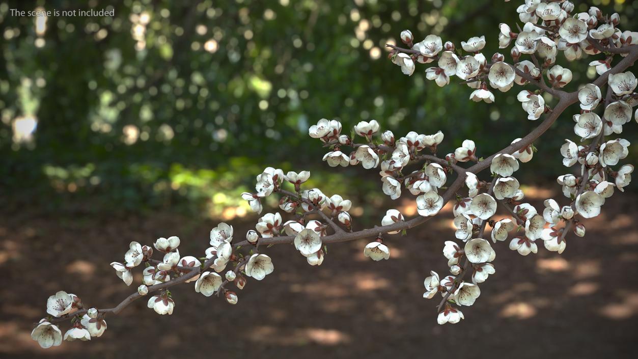 White Cherry Blossom Branch 3D