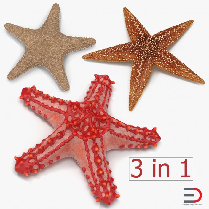 3D Starfishes Collection 2 model
