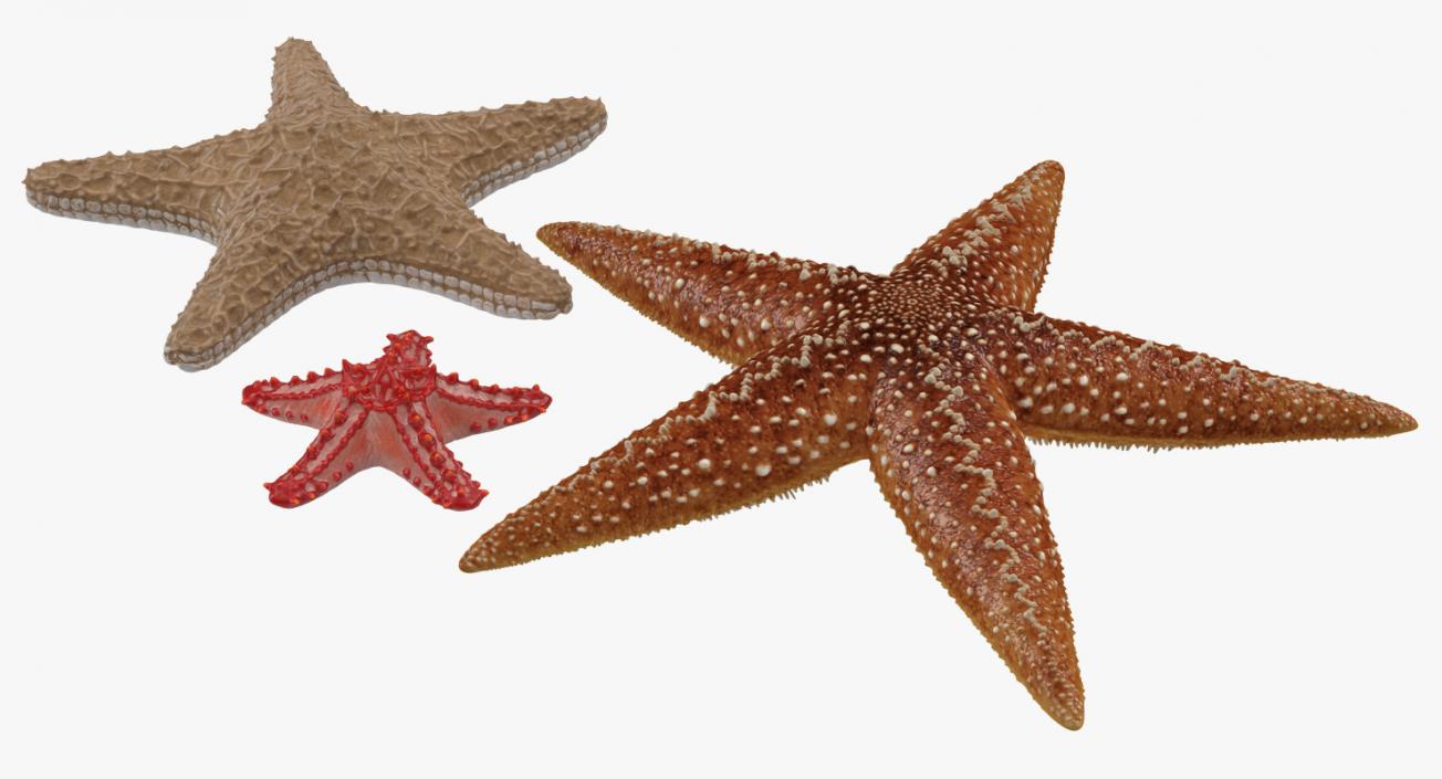 3D Starfishes Collection 2 model