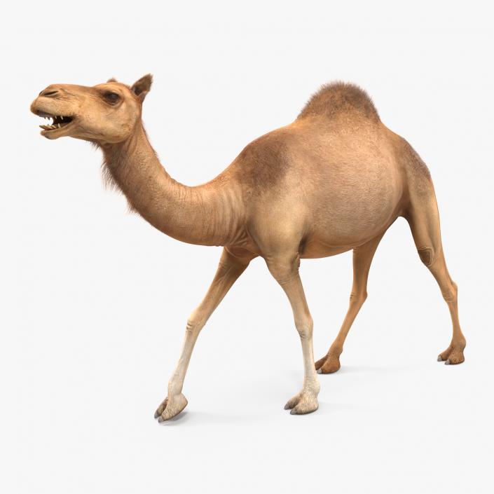 Camel Walking Pose With Fur 3D