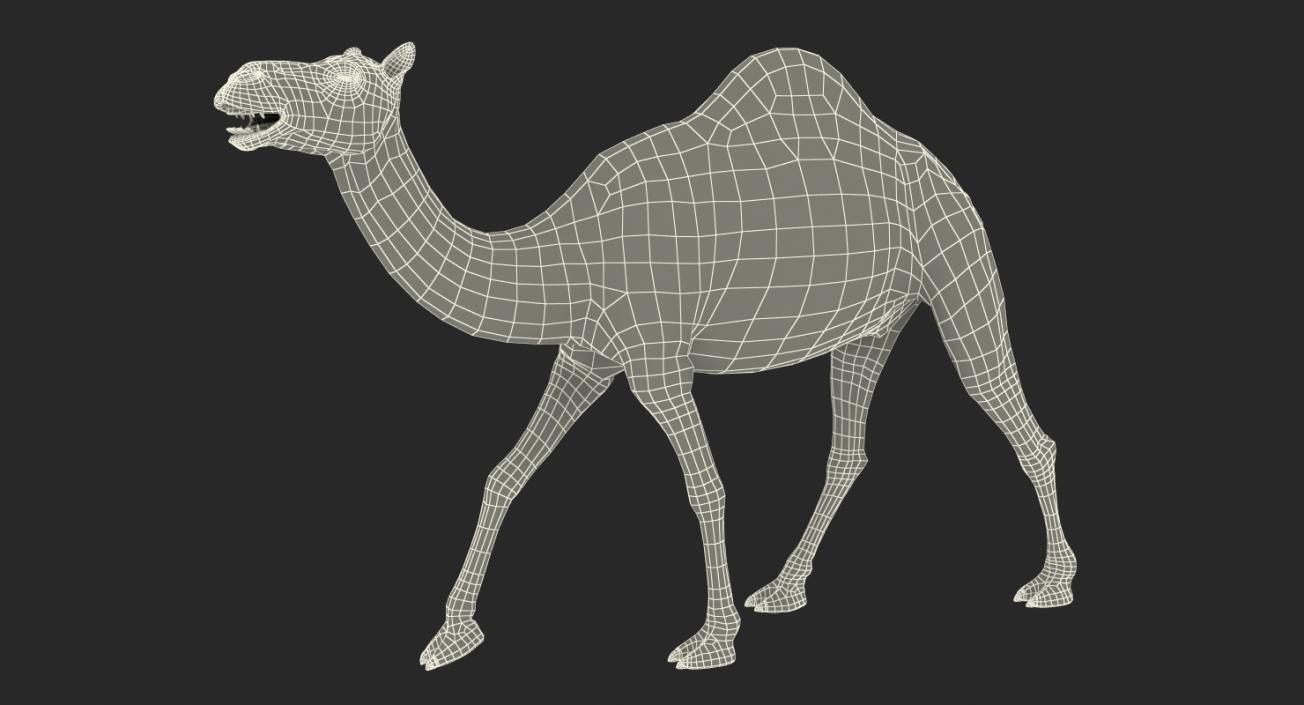 Camel Walking Pose With Fur 3D