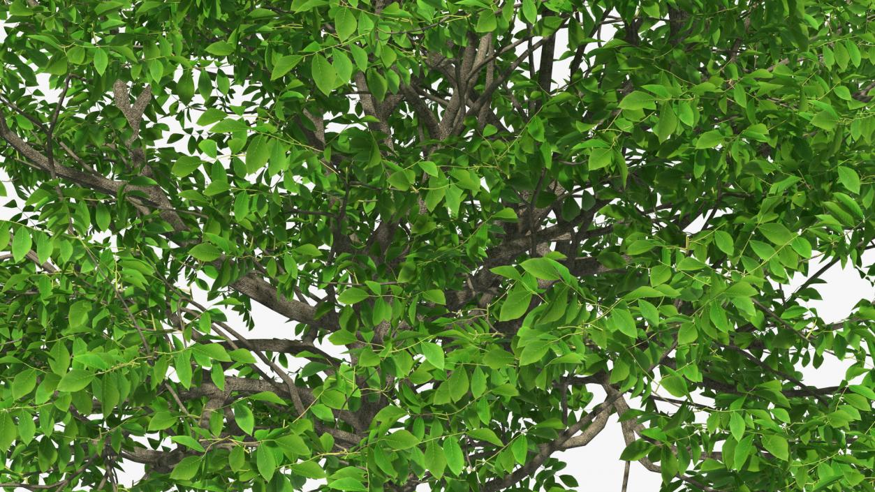 Green Walnut Tree 3D