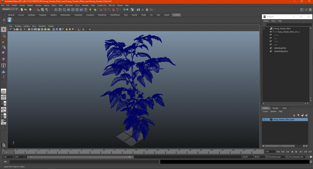3D Young Tomato Plant model