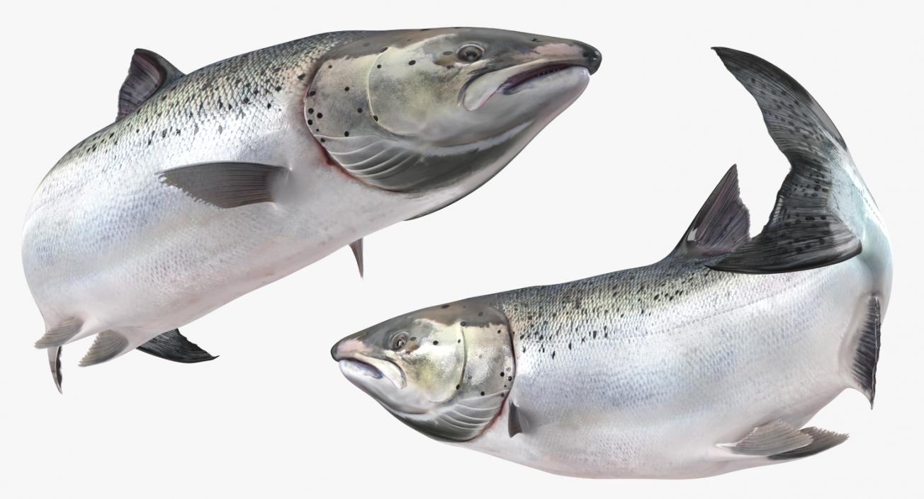 Atlantic Salmon Fish Swimming Pose 3D model