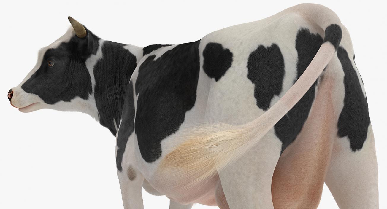 3D Animated Cow Eating Rigged