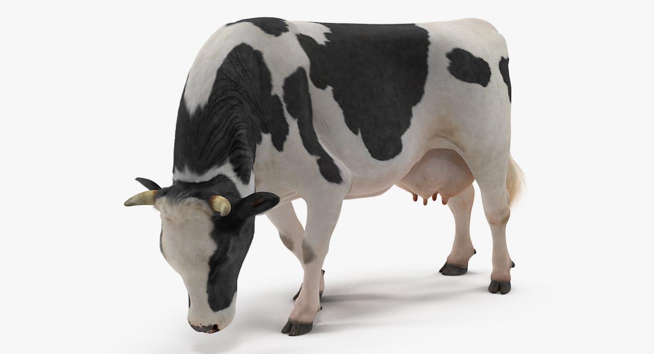 3D Animated Cow Eating Rigged