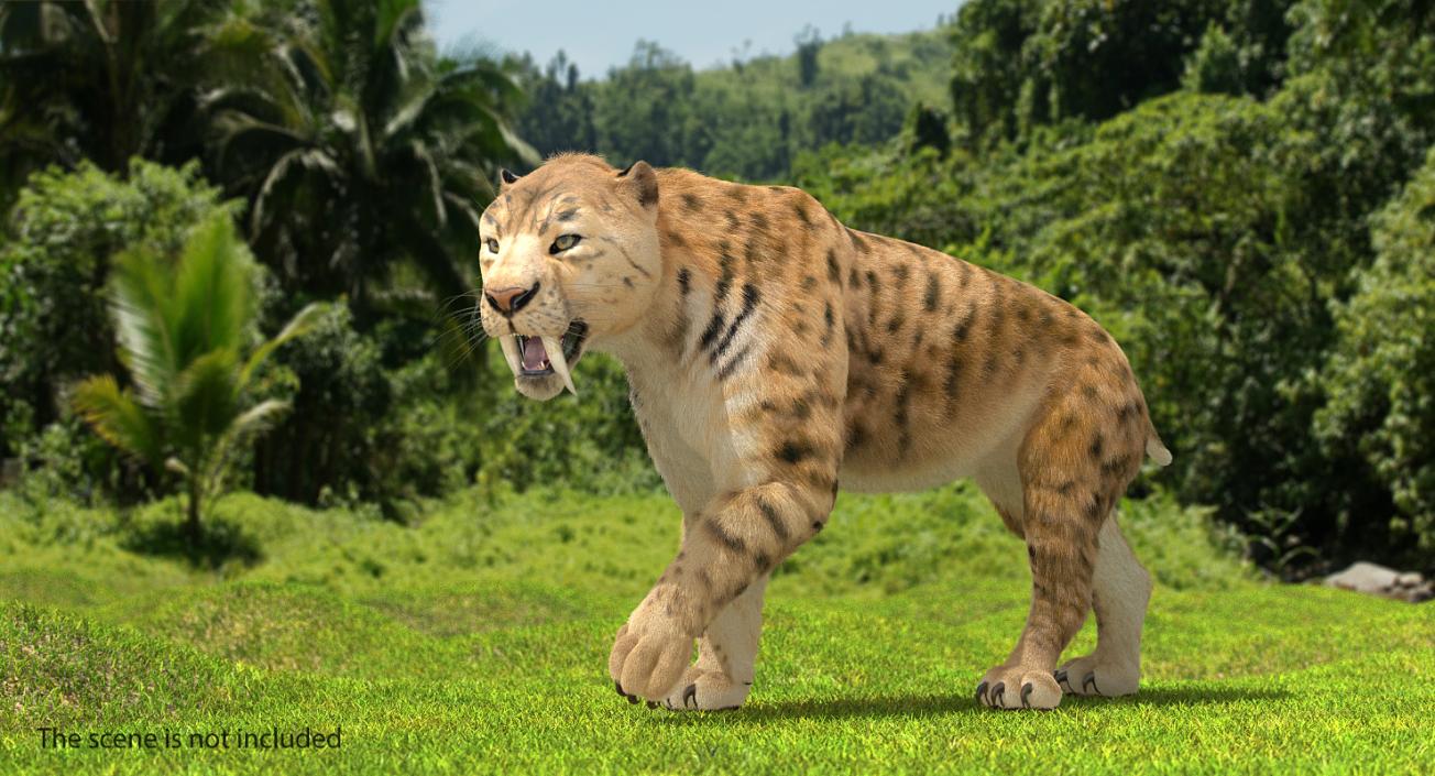 3D Saber Tooth Tiger Rigged with Fur model