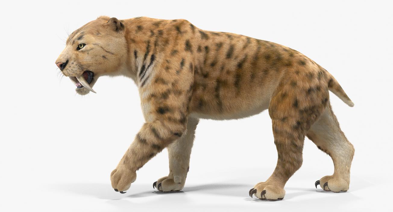 3D Saber Tooth Tiger Rigged with Fur model