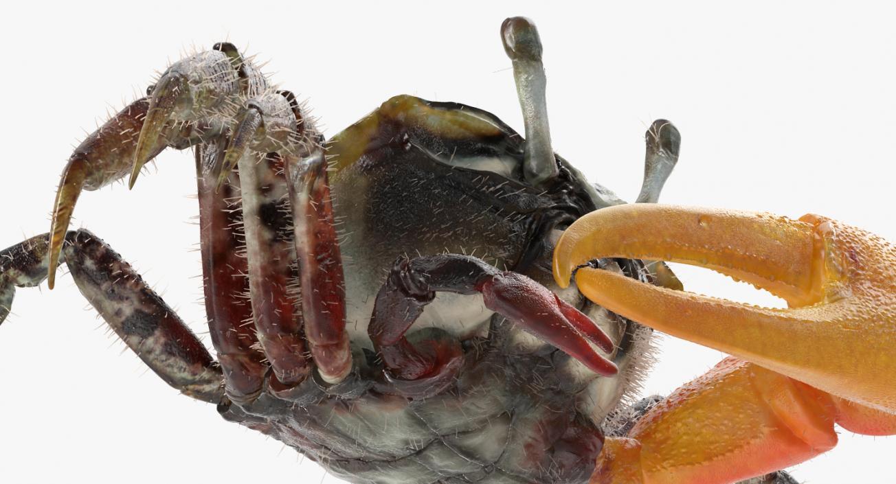3D Fiddler Crab with Fur Rigged model