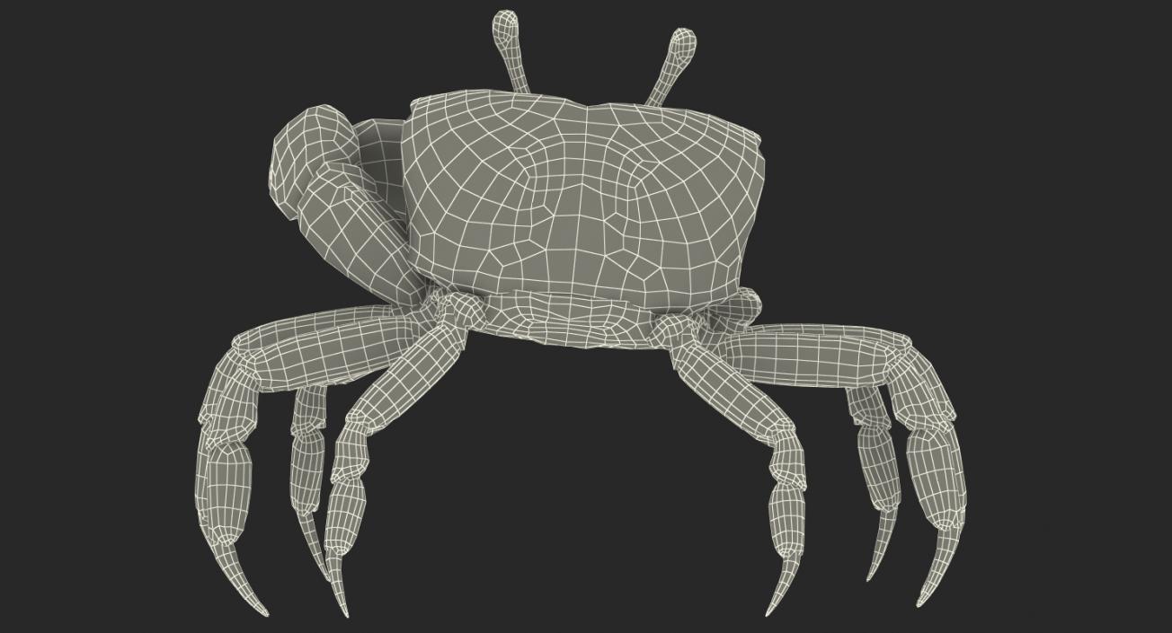 3D Calling Crab Standing Pose
