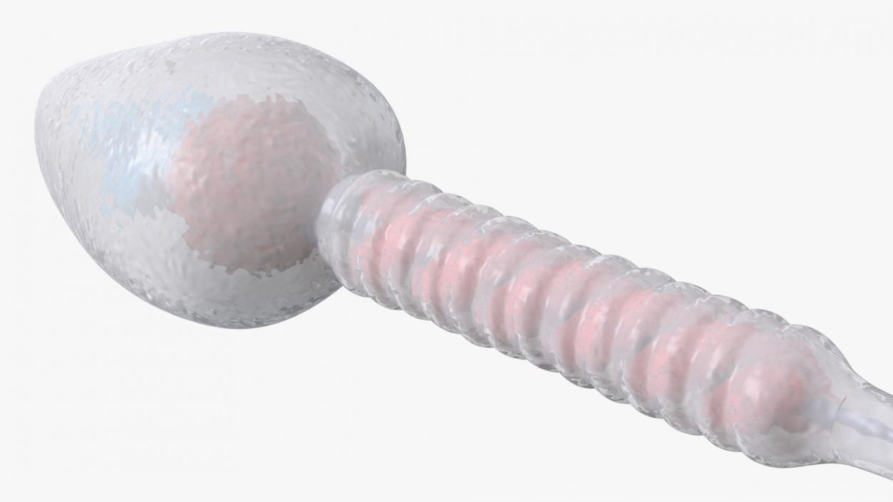 Human Sperm Cell Rigged for Maya 3D