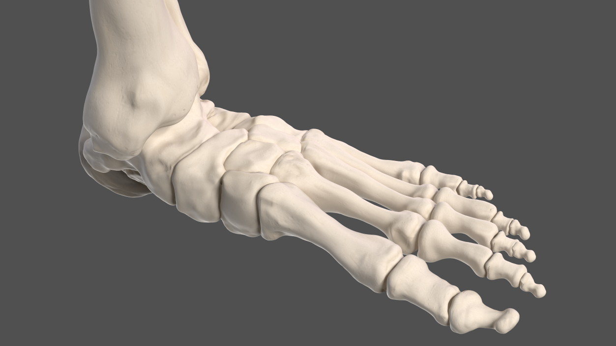 3D Male Leg Full Anatomy
