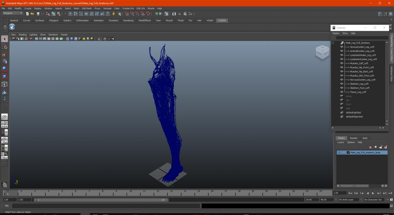 3D Male Leg Full Anatomy