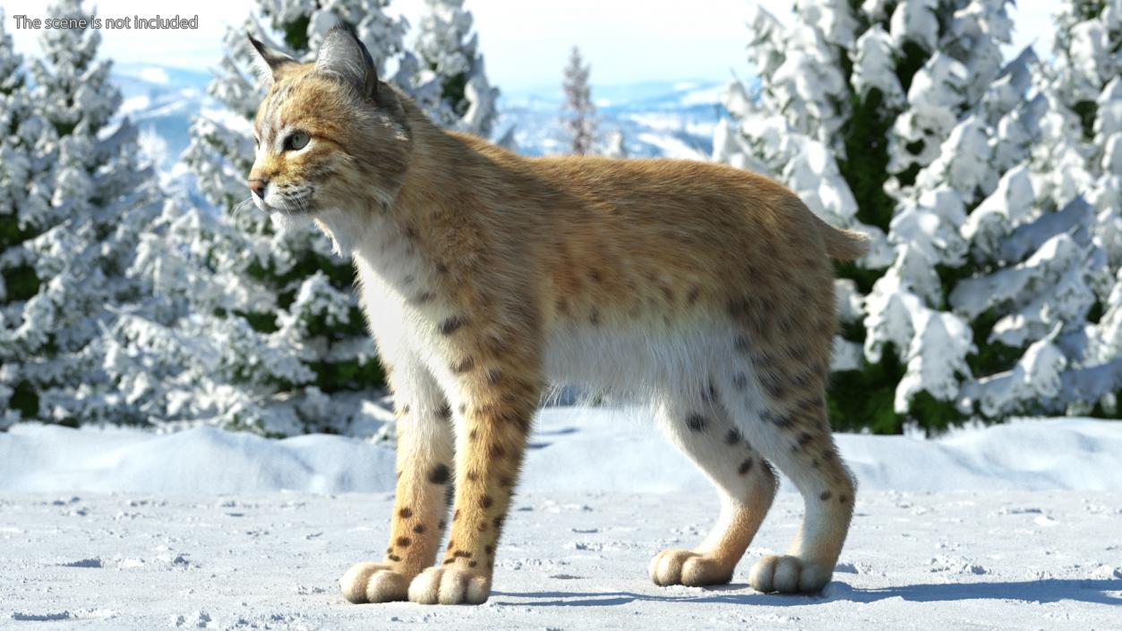 3D model Bobcat Fur