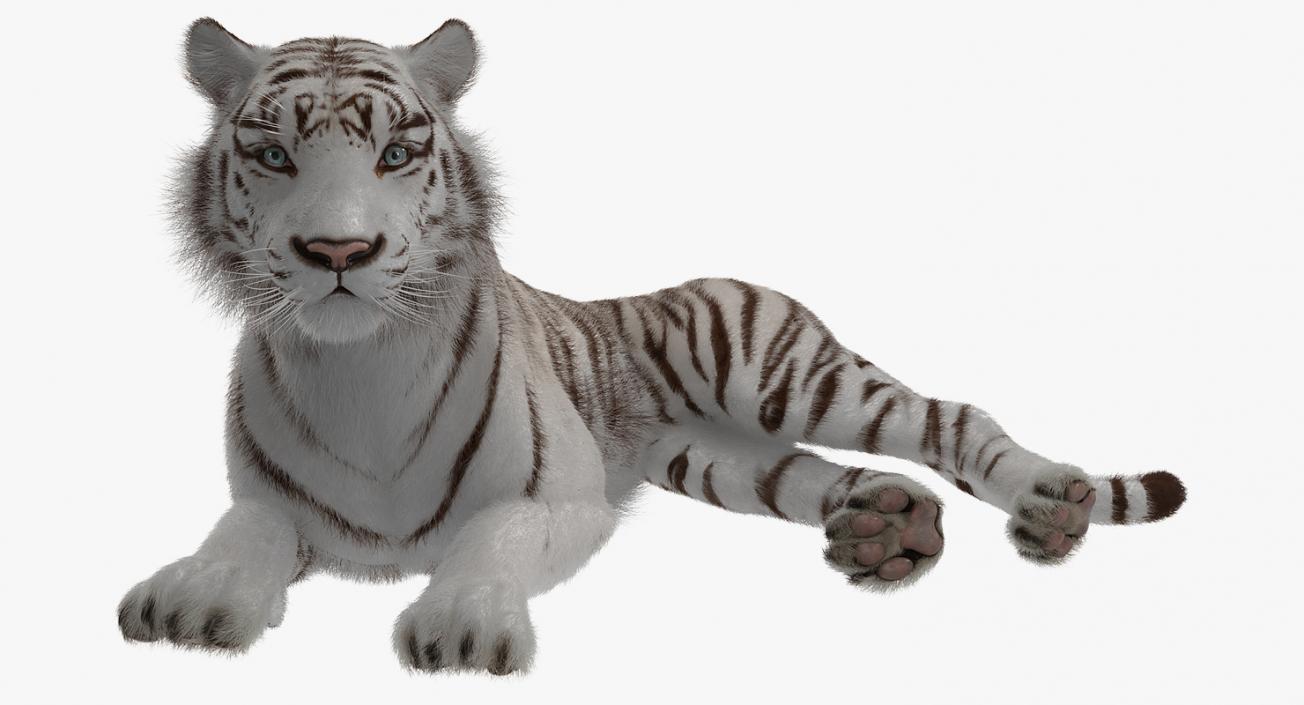 3D Lying White Tiger with Fur