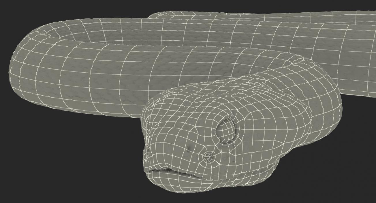 3D Rattlesnake Rigged model