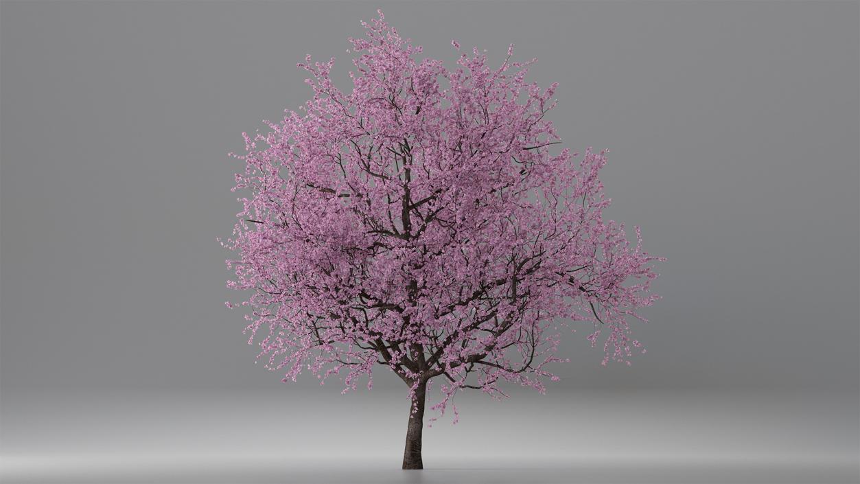 3D Flowering Cherry Tree