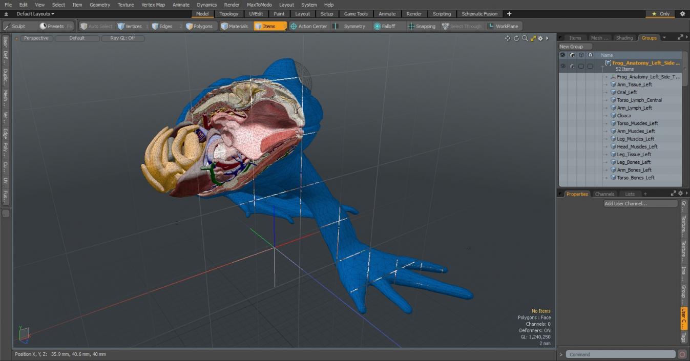Frog Anatomy Left Side Transparent 3D model
