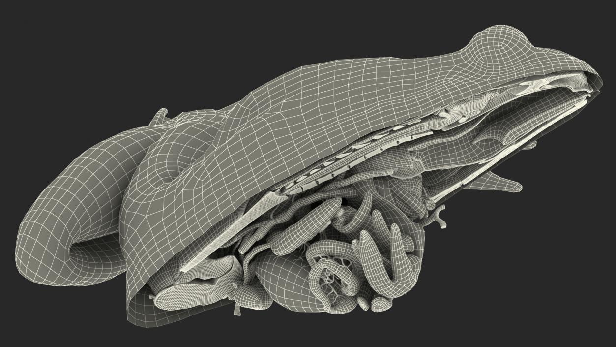 Frog Anatomy Left Side Transparent 3D model