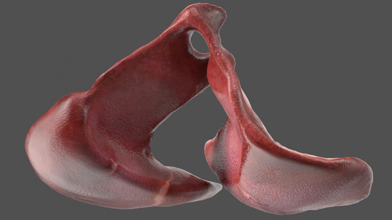 3D model Frog Internal Organs